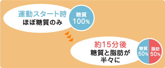 脂肪燃焼の仕組み